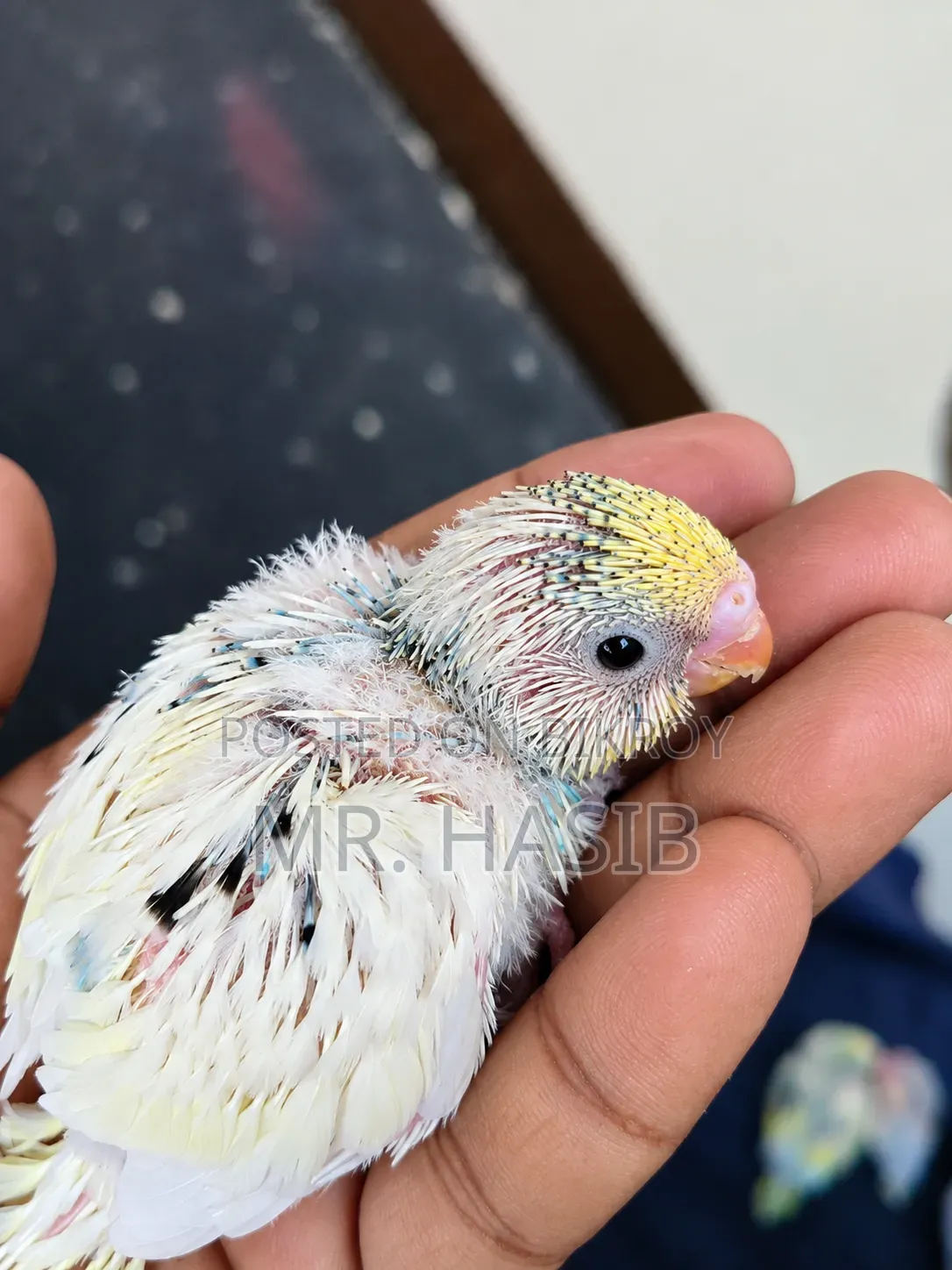 Tame Size Budgerigar Bird