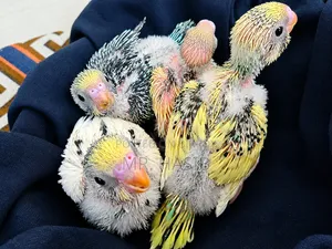 Tame Size Budgerigar Bird
