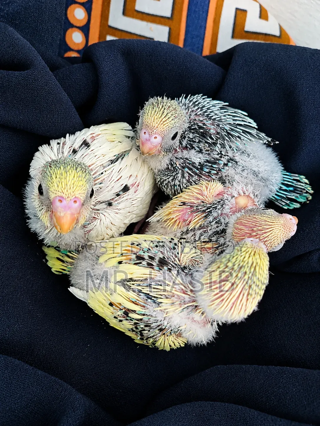 Tame Size Budgerigar Bird