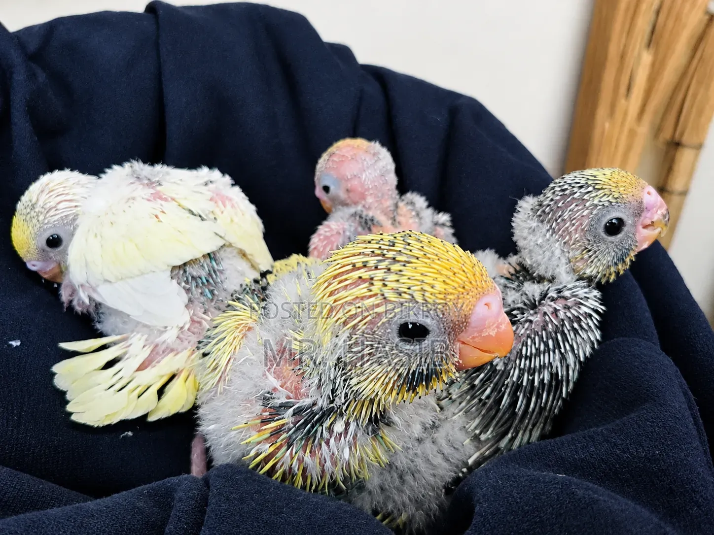 Tame Size Budgerigar Bird