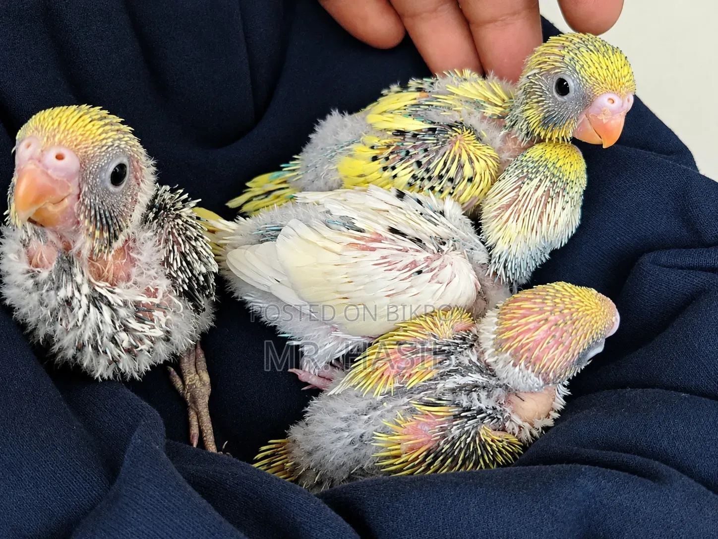 Tame Size Budgerigar Bird