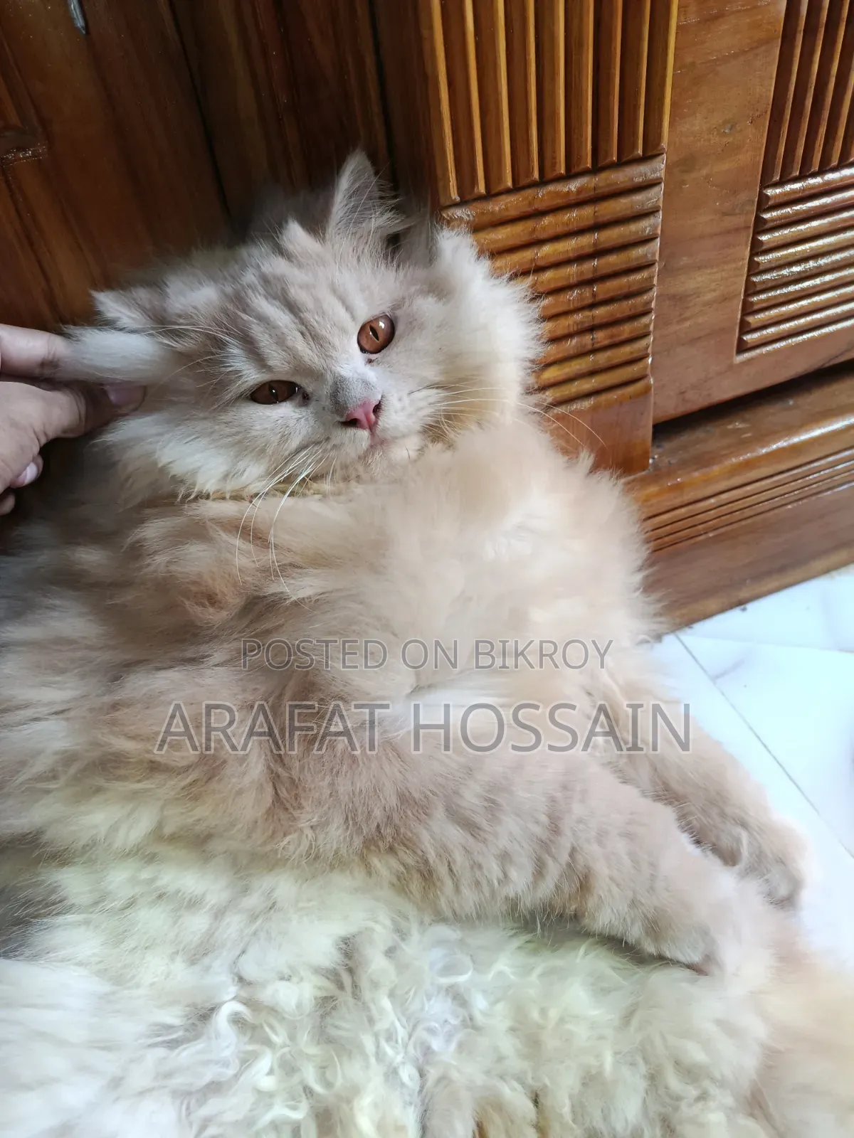 6-12 months Male Purebred Persian