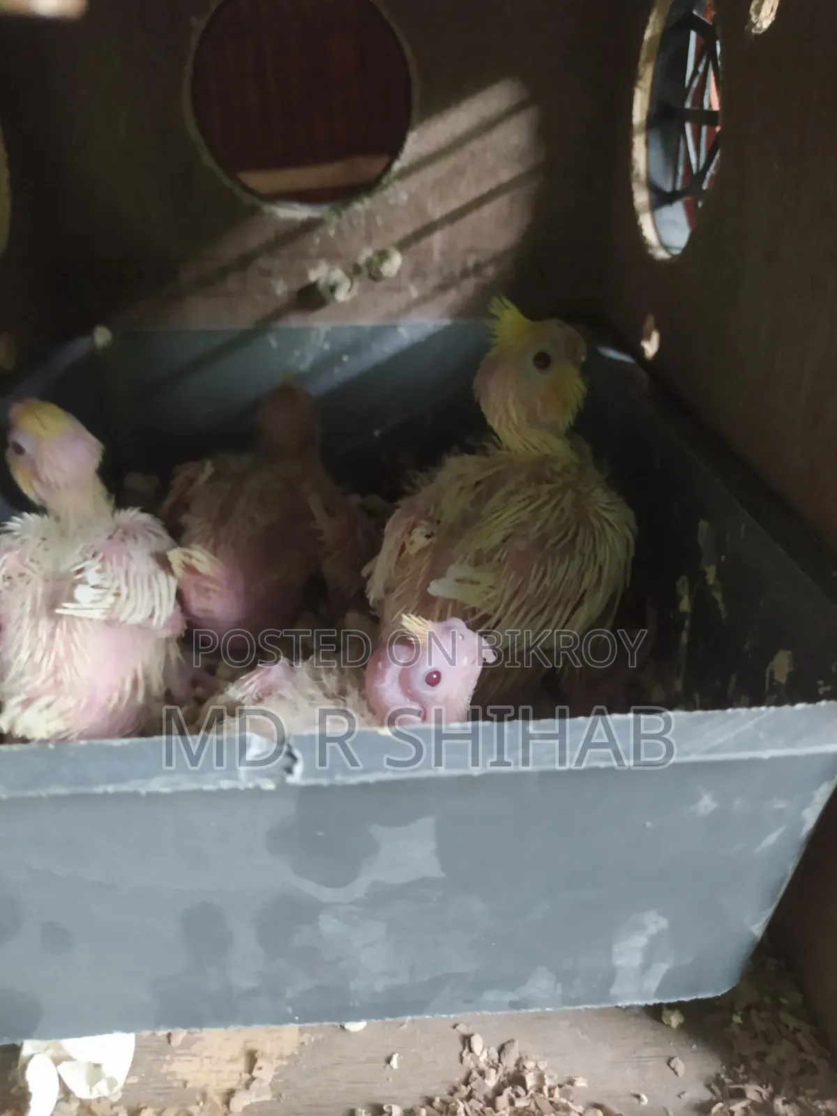 Lovebirds and Cockatiels Tame Size Chicks for Sale