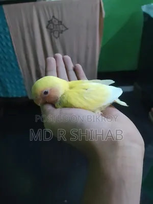 Lovebirds and Cockatiels Tame Size Chicks for Sale