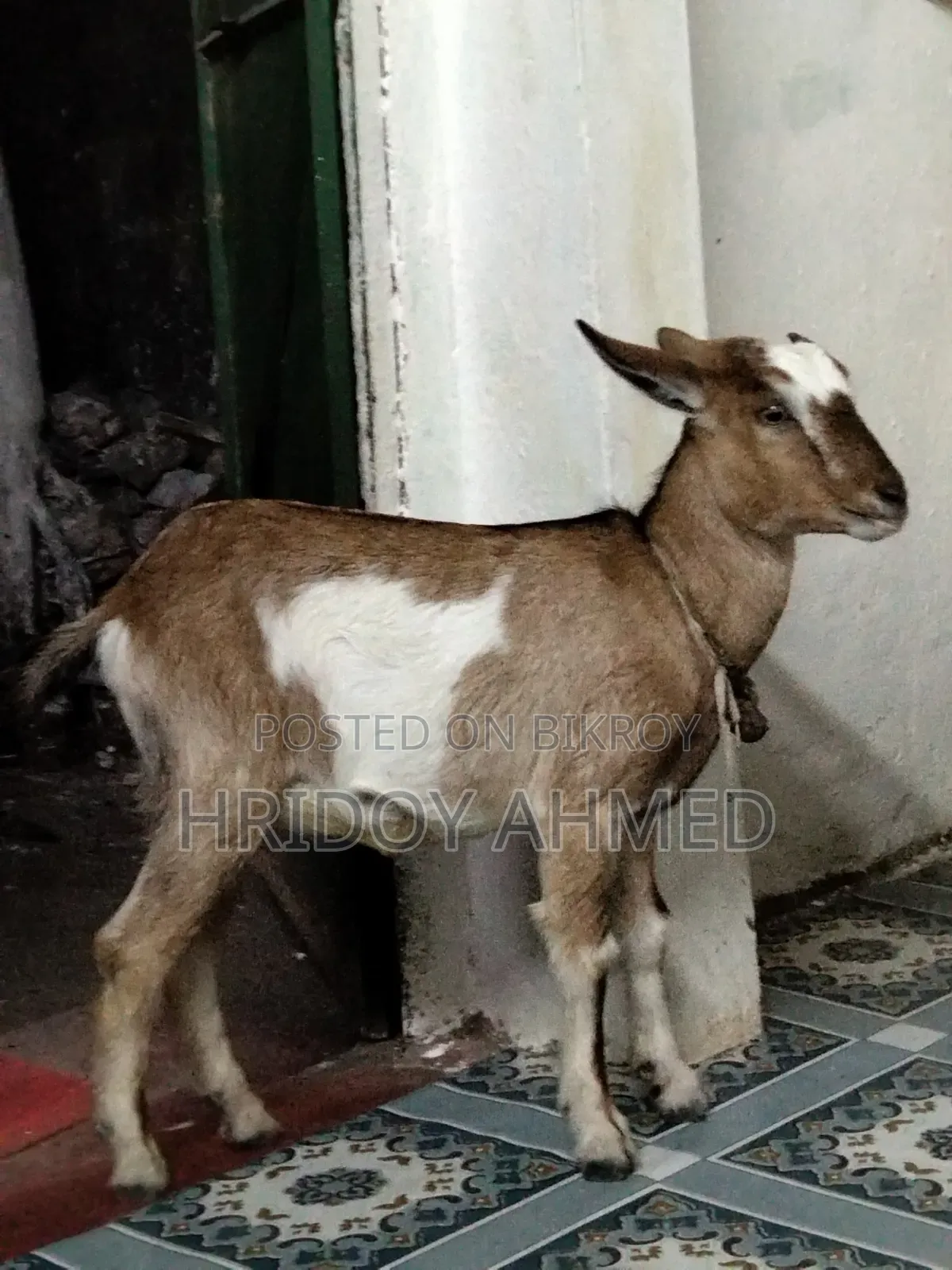 দেশি খাসি ছাগল