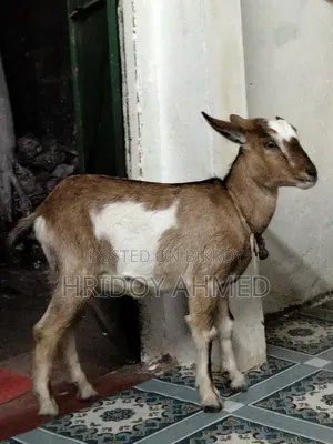 দেশি খাসি ছাগল