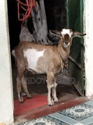 দেশি খাসি ছাগল