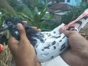 Banja Pigeon