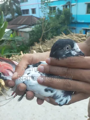 Banja Pigeon