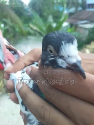 Banja Pigeon