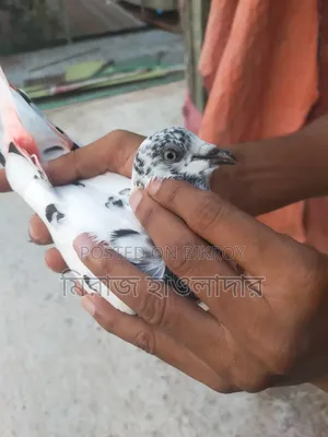 Banja Pigeon