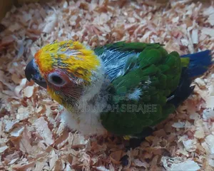 Sunconur Baby