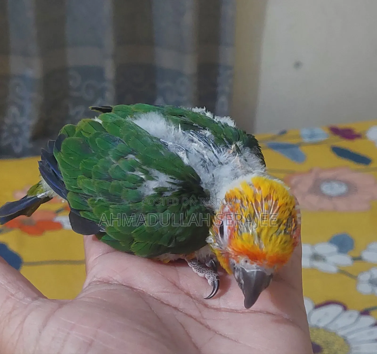 সানকনুর বেবি