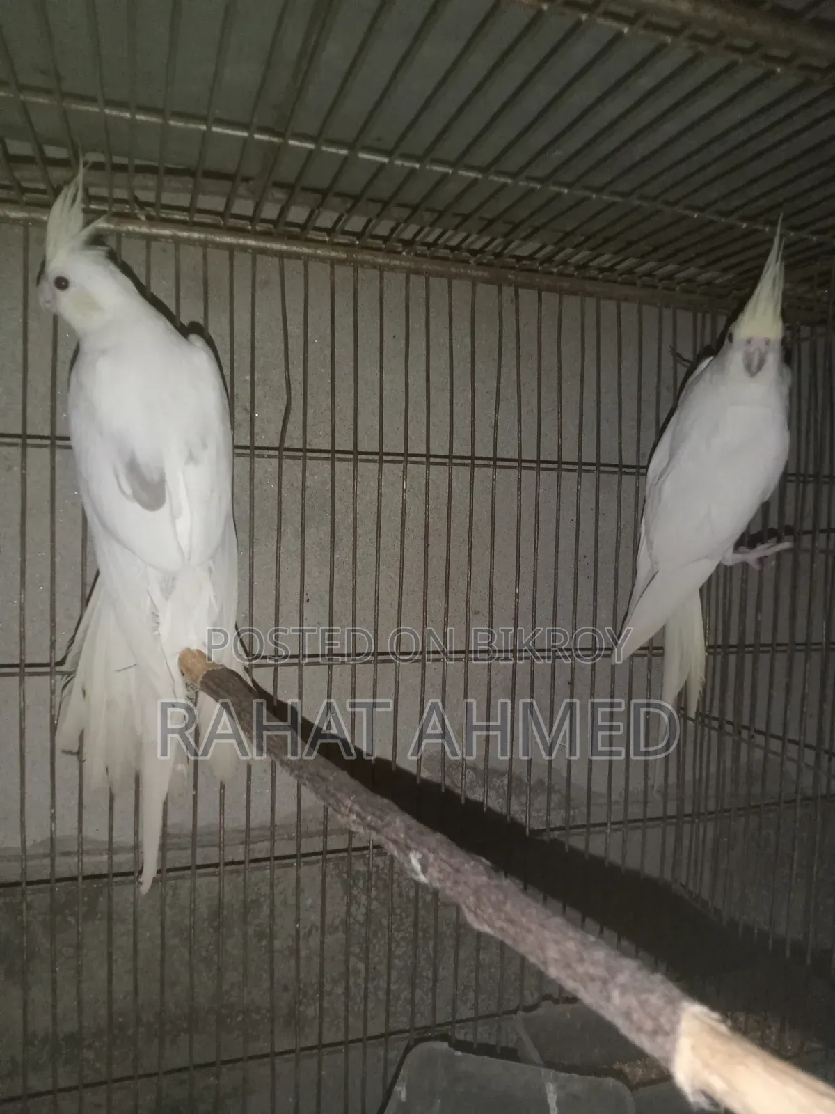 ককাটেল ক্রিম ফেস এডাল্ট পেয়ার