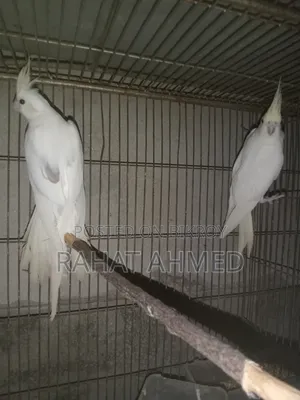 ককাটেল ক্রিম ফেস এডাল্ট পেয়ার