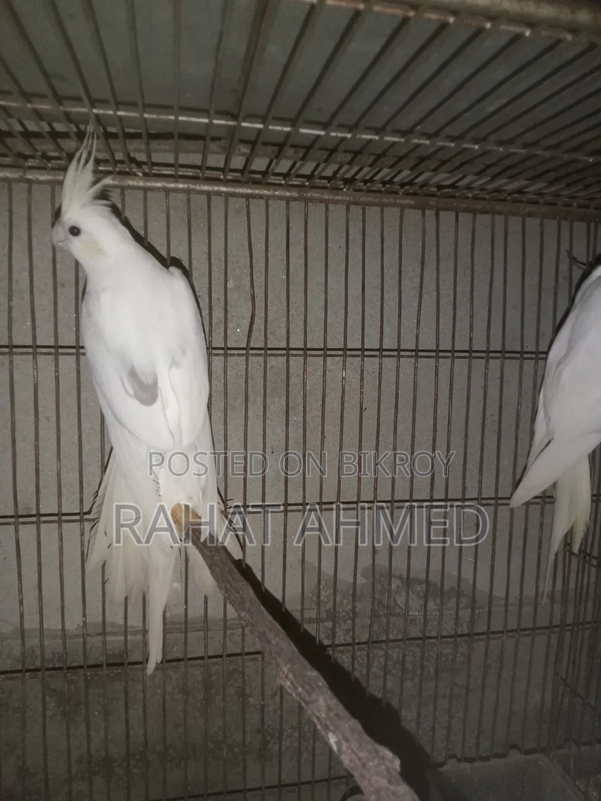 ককাটেল ক্রিম ফেস এডাল্ট পেয়ার