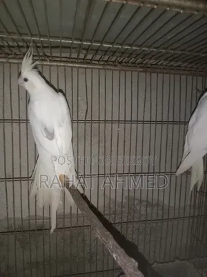 ককাটেল ক্রিম ফেস এডাল্ট পেয়ার