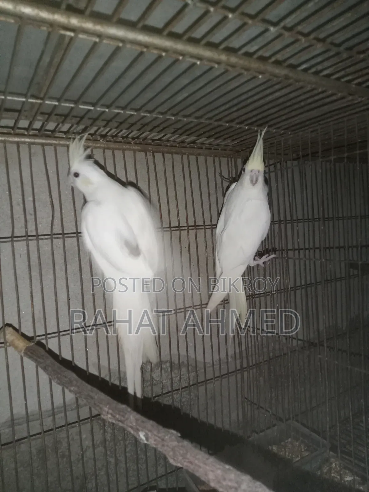 ককাটেল ক্রিম ফেস এডাল্ট পেয়ার