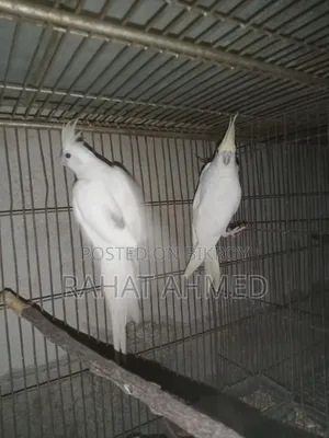 ককাটেল ক্রিম ফেস এডাল্ট পেয়ার