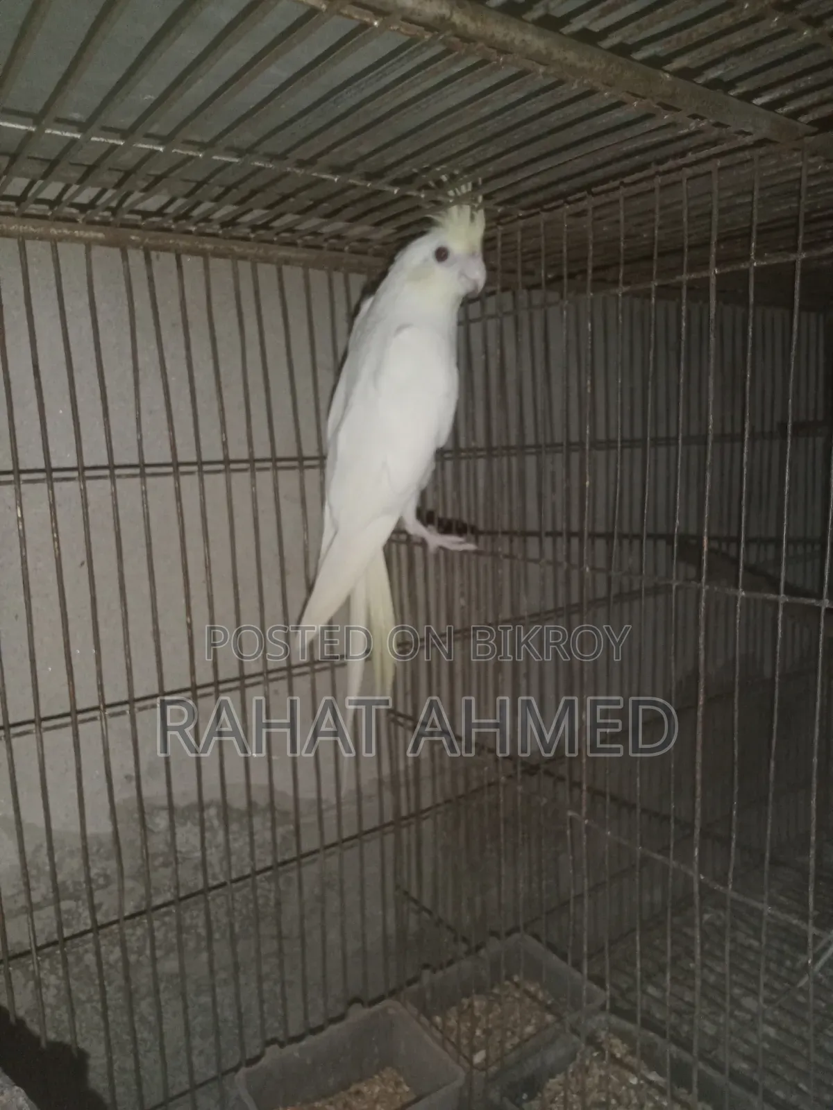 ককাটেল ক্রিম ফেস এডাল্ট পেয়ার