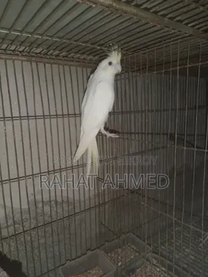 ককাটেল ক্রিম ফেস এডাল্ট পেয়ার