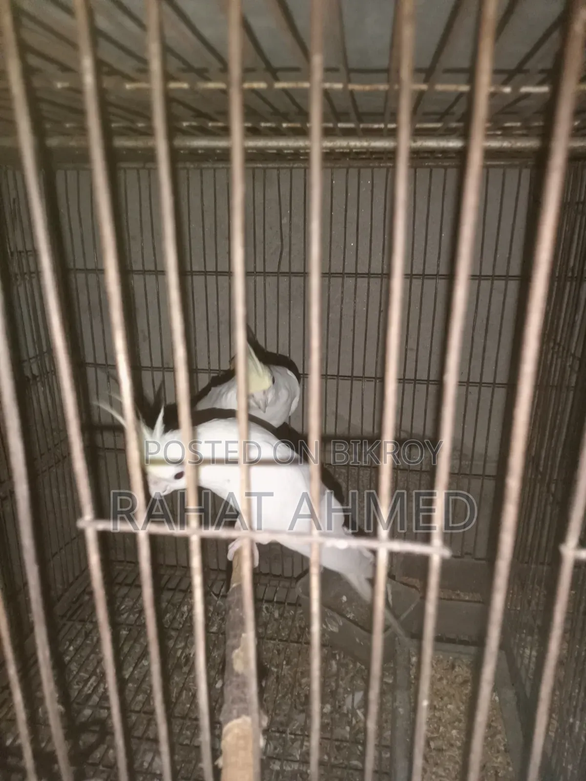 ককাটেল ক্রিম ফেস এডাল্ট পেয়ার