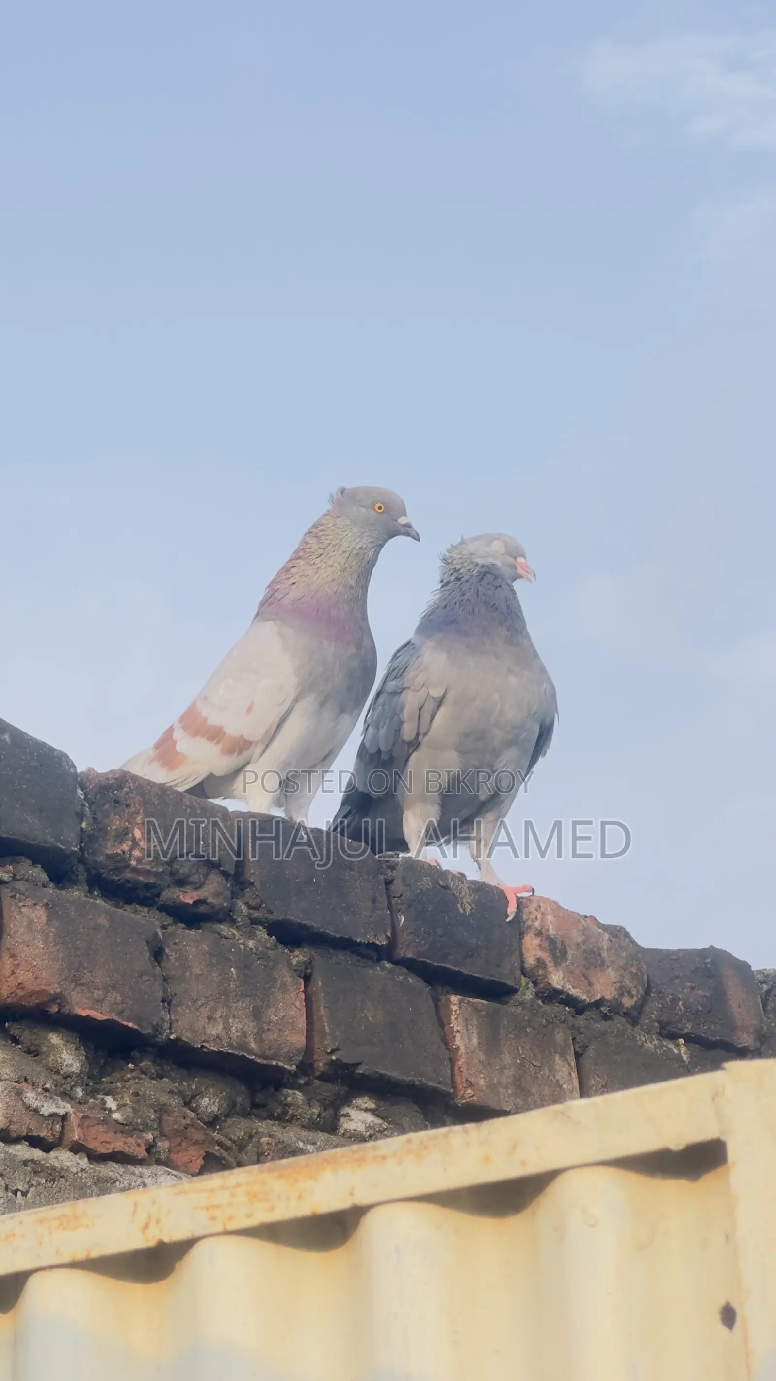 Gribaz Pigeons