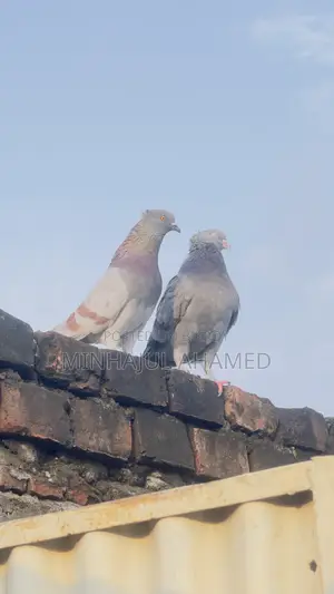 Gribaz Pigeons