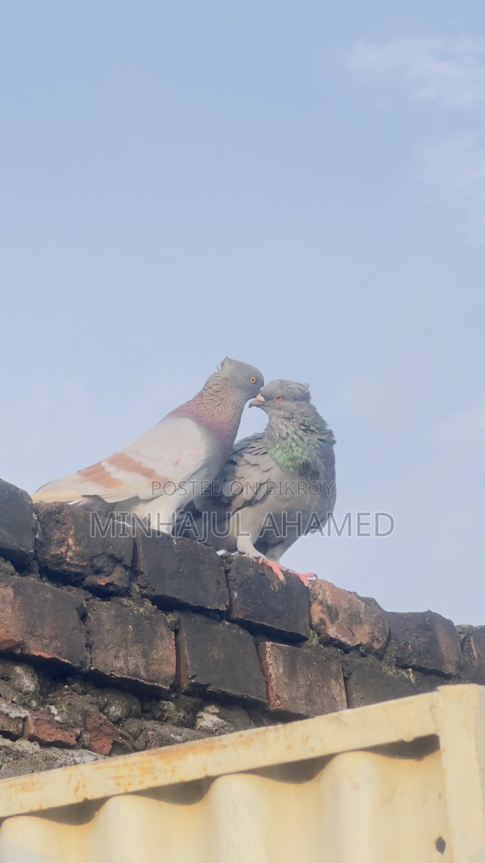 Gribaz Pigeons
