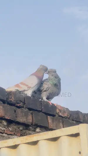 Gribaz Pigeons