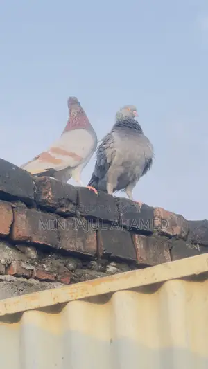 Gribaz Pigeons
