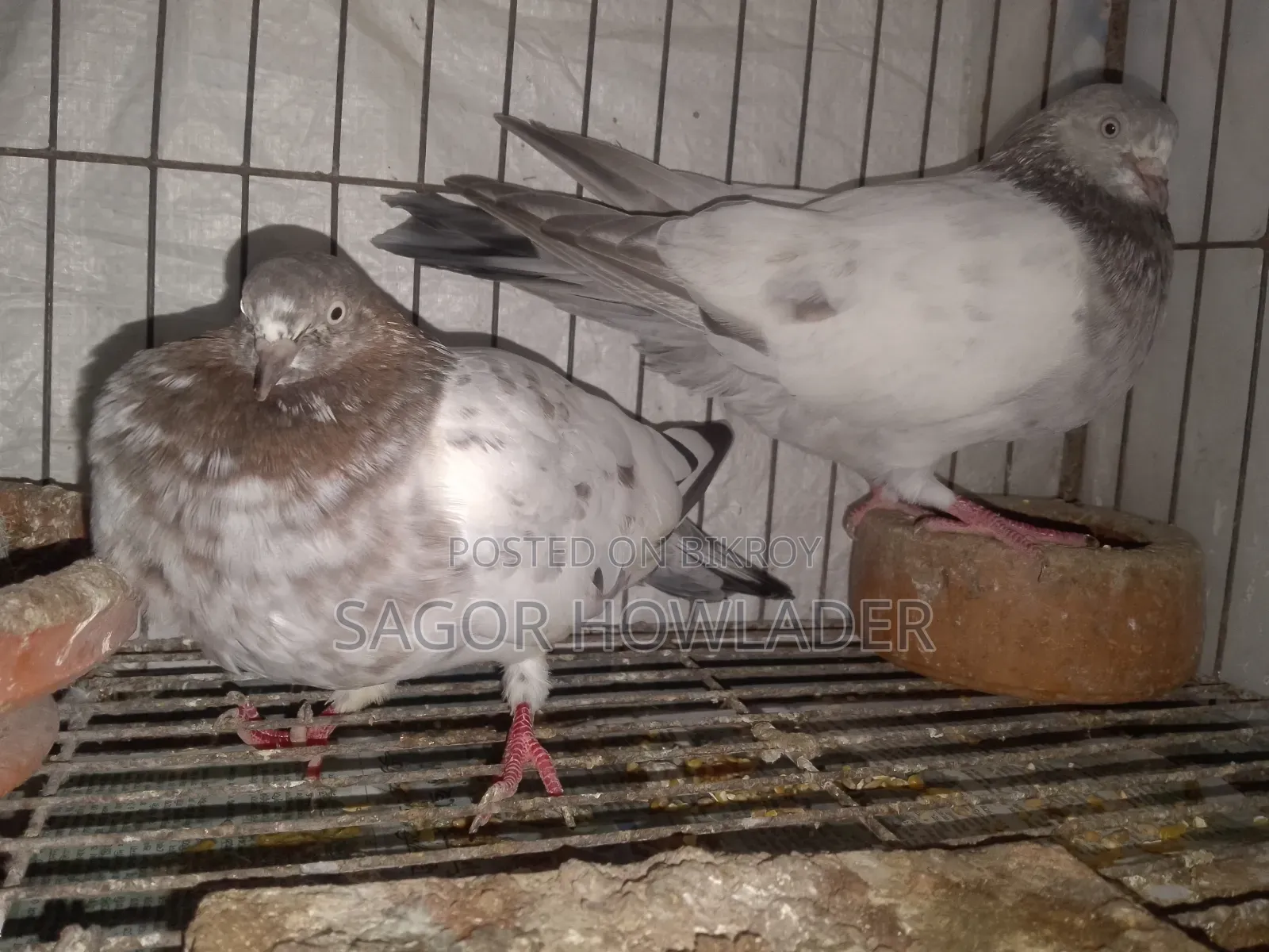 Running Pair Good Eggs Babies Produce Going to Village So Selling