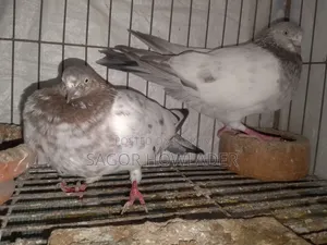 Running Pair Good Eggs Babies Produce Going to Village So Selling
