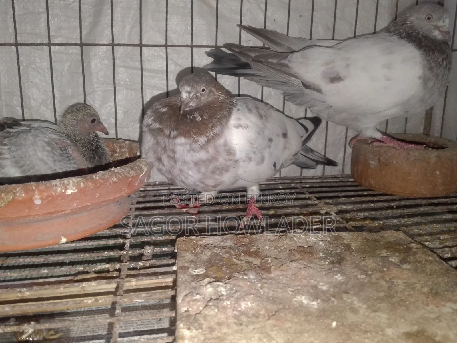Running Pair Good Eggs Babies Produce Going to Village So Selling
