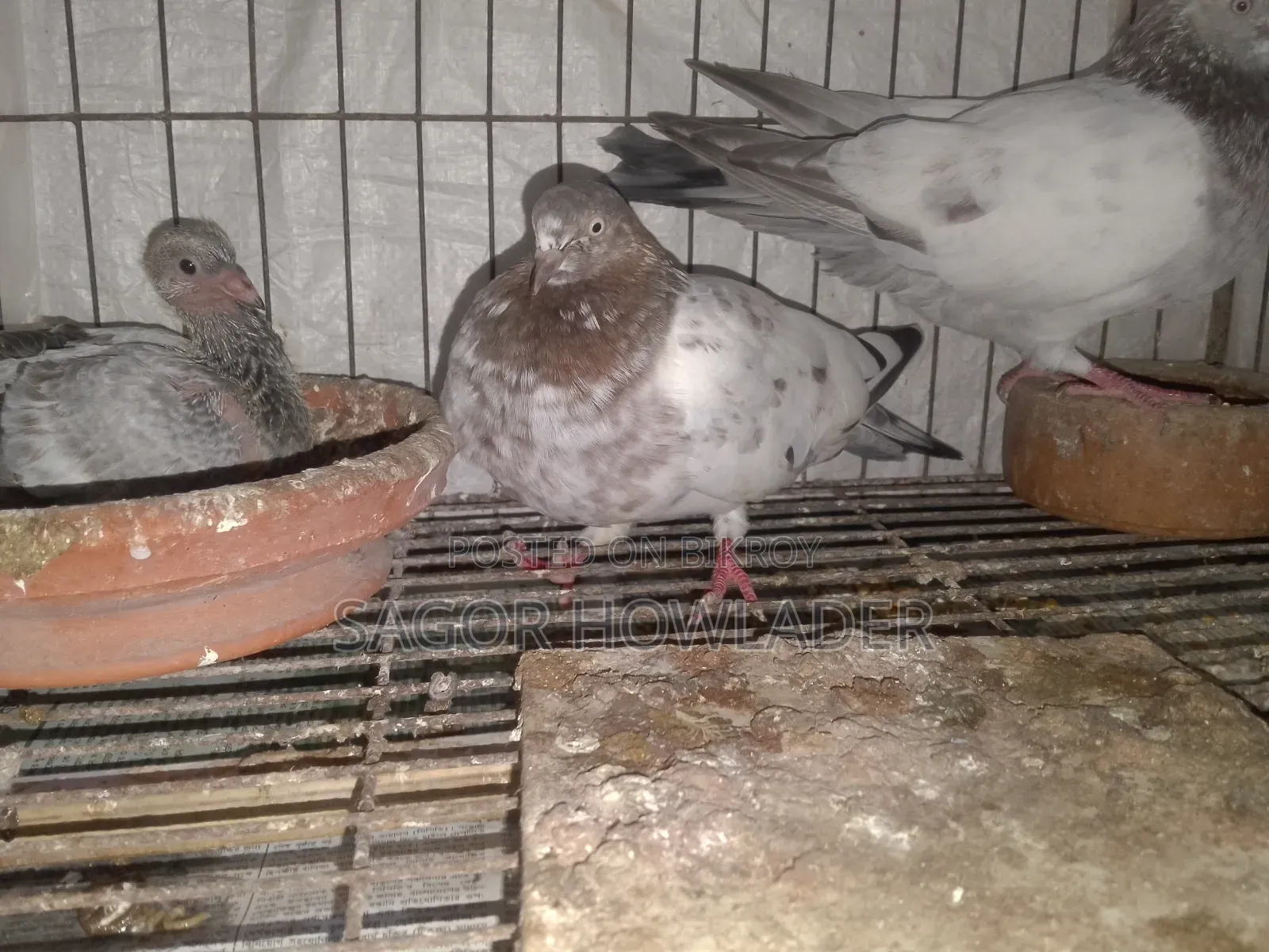 Running Pair Good Eggs Babies Produce Going to Village So Selling