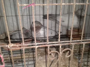 Running Pair Good Eggs Babies Produce Going to Village So Selling