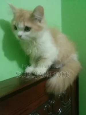 1-3 months Female Purebred Persian
