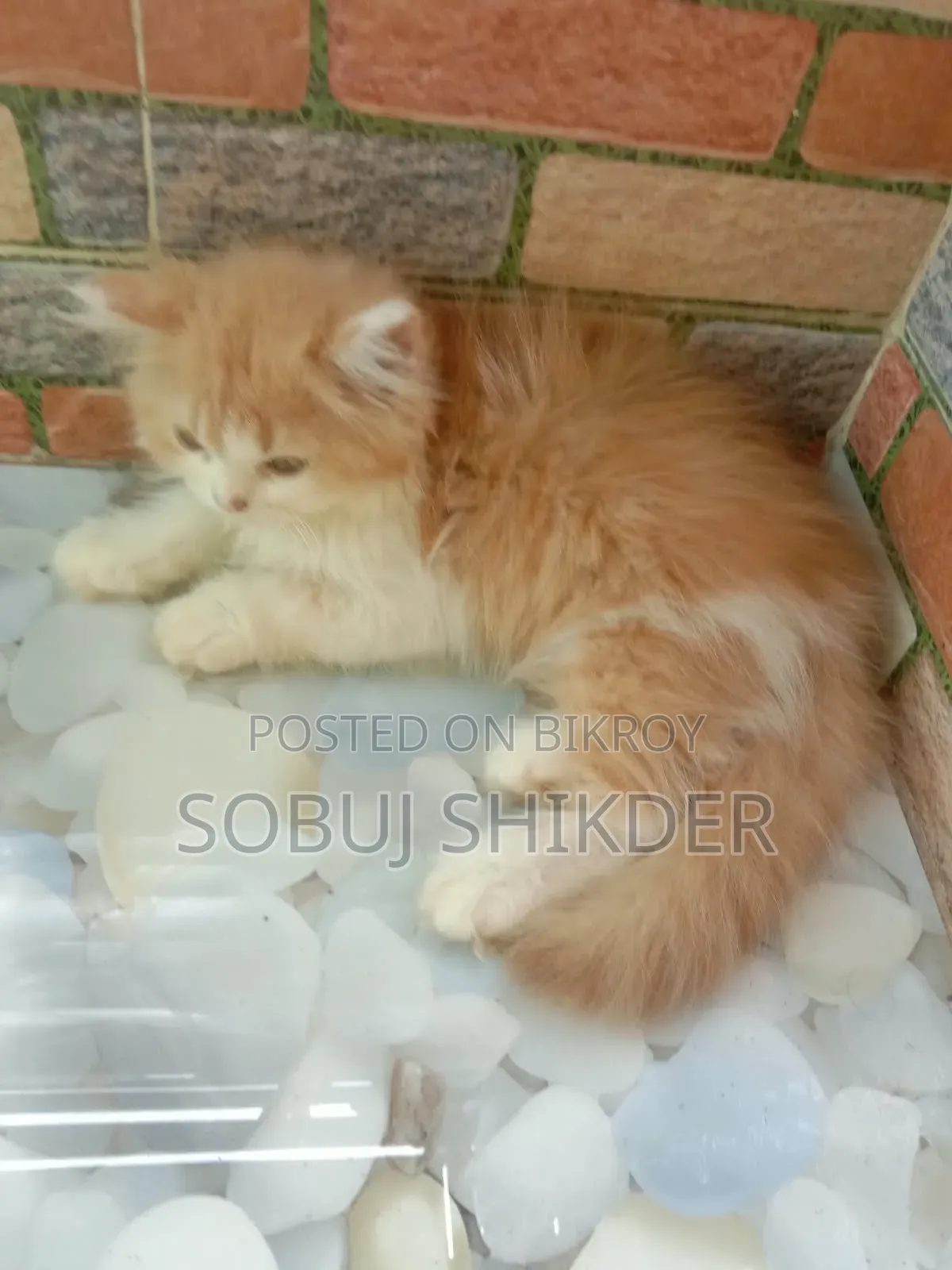 1-3 months Female Purebred Persian