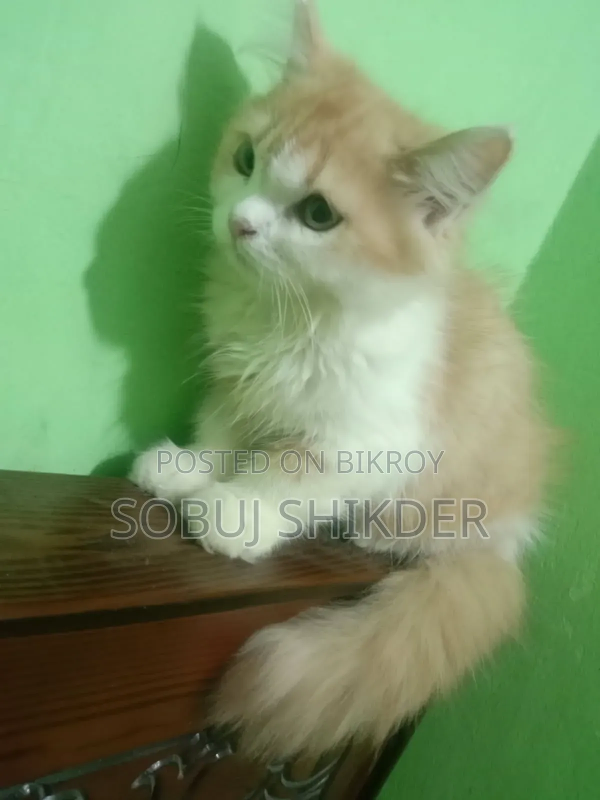 1-3 months Female Purebred Persian