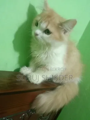 1-3 months Female Purebred Persian