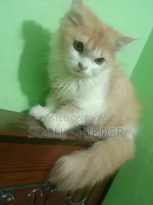 1-3 months Female Purebred Persian