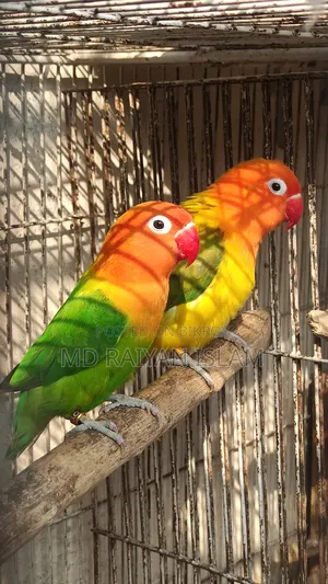 Running Lovebirds