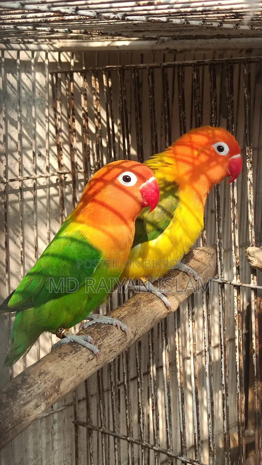 Running Lovebirds