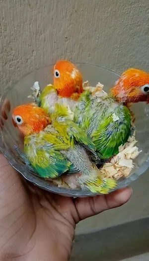 Running Lovebirds