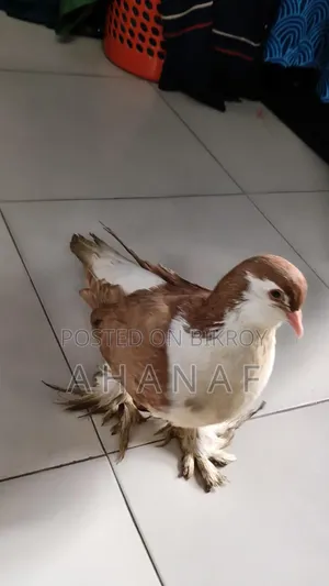 Siraji Brown Color Male Female