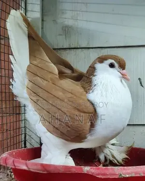 Siraji Brown Color Male Female