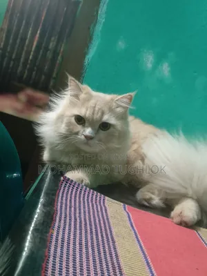 ১+ বছরের পুরুষ খাঁটি পার্সিয়ান