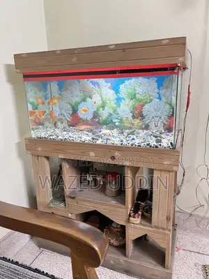 Aquarium Full Setup With Fish