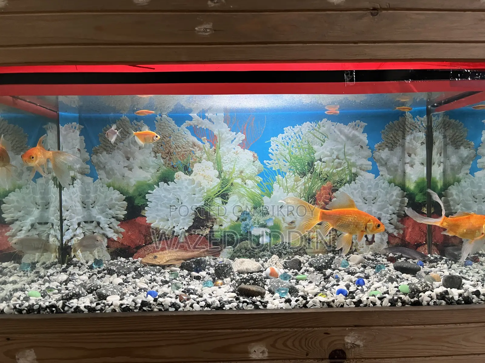 Aquarium Full Setup With Fish