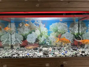 Aquarium Full Setup With Fish